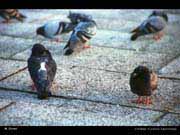 Doves