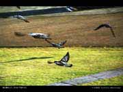 Doves / Flight (2)